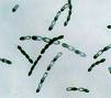 微生物学 微生物学