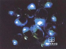 从萤火虫到人工冷光 从萤火虫到人工冷光