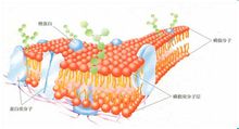 生物膜的流动镶嵌模型 生物膜的流动镶嵌模型