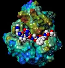 分子生物学 分子生物学