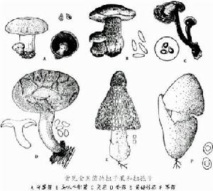 微生物遗传学 微生物遗传学