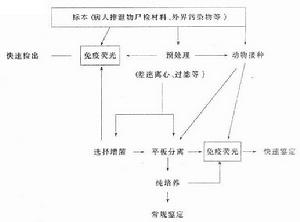 (图)免疫荧光在病原细菌诊断程序中的应用时机 (图)免疫荧光在病原细菌诊断程序中的应用时机