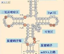 分子遗传学 分子遗传学