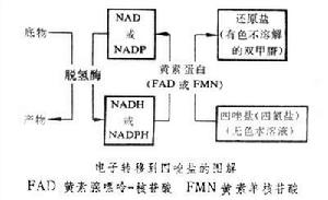 细胞化学 细胞化学