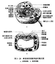 生物分类学 生物分类学