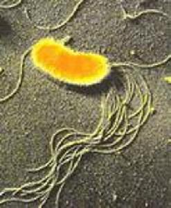 土壤微生物学 土壤微生物学