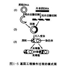 基因工程 基因工程
