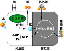 生物力能学 生物力能学