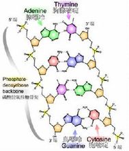 分子遗传学 分子遗传学
