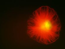 细胞生物学