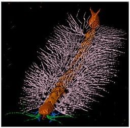 科学家3D技术重建4亿年前海洋生物酷似马桶刷